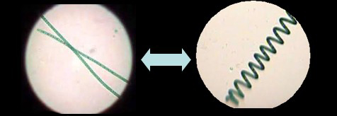 Compersion of straight and spiral spirulina filaments - Spirulina under the microscope