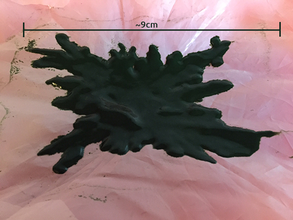 Fresh spirulina on harvesting cloth