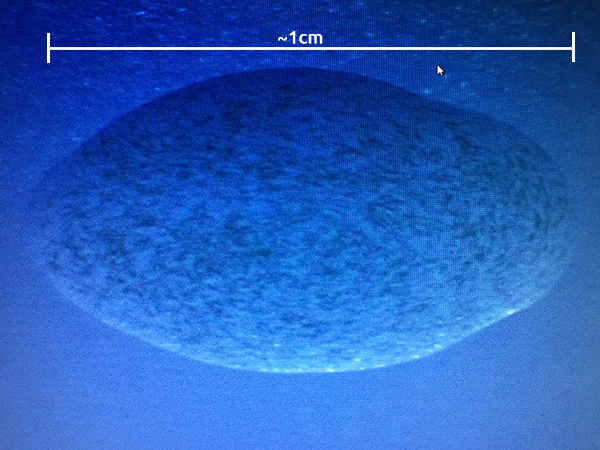 Spirulina at 10x magnification - Spirulina under the microscope