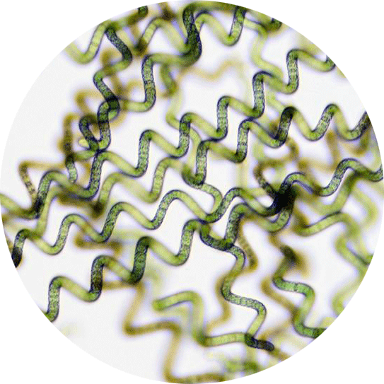 Spirulina under the microscope